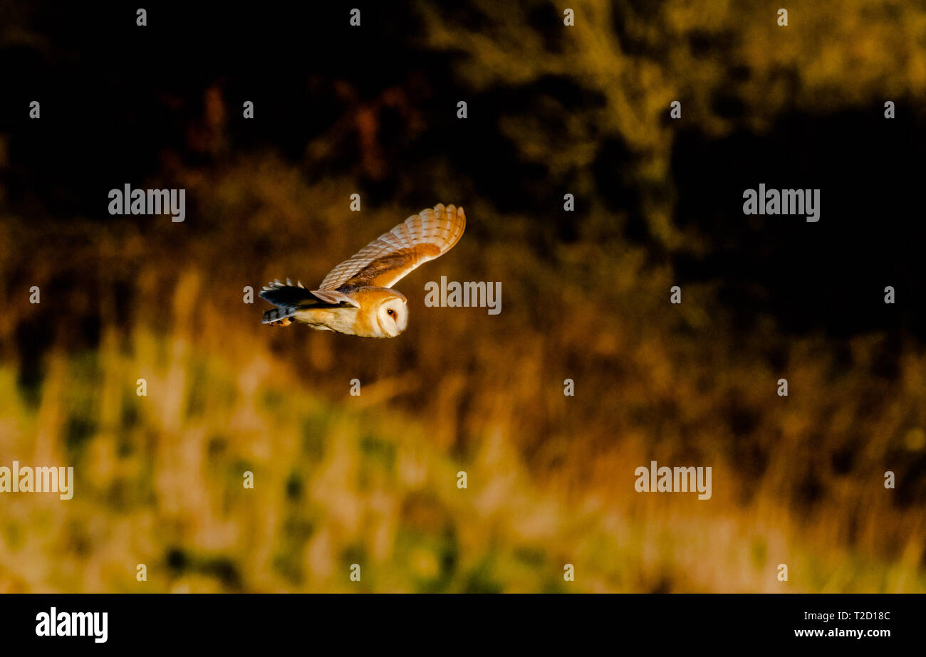 A female barn owl (UK) out hunting in low sunlight. Stock Photo