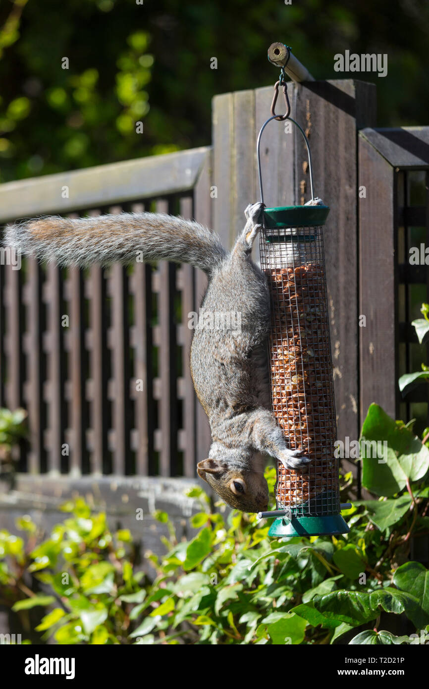 Grey squirrel, Sciurus carolinensis, solves challenge hanging upside down while feeding on peanuts in a garden bird nut feeder Stock Photo