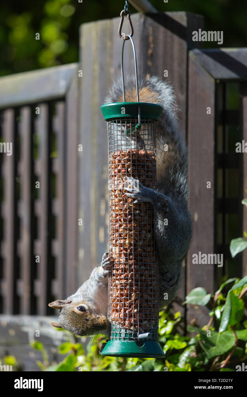 Grey Squirrel, Sciurus carolinensis, solves challenge hanging upside down while feeding on peanuts in a garden bird nut feeder Stock Photo