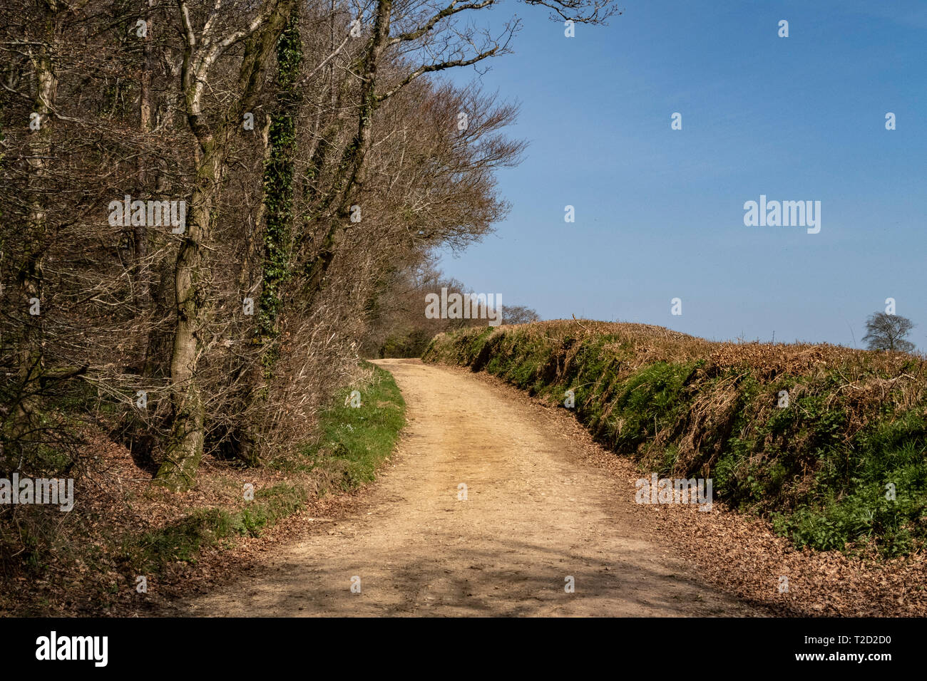 The East Devon Way as it emerges from Core Hill Woods above Sidmouth, Devon Stock Photo Alamy