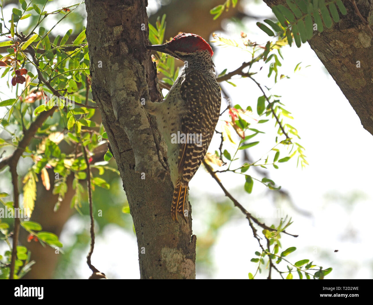 close-up of adult male Nubian Woodpecker (Campethera nubica) with red cap foraging for insects in bark of  tree at Satao Camp,Tsavo East, Kenya,Africa Stock Photo