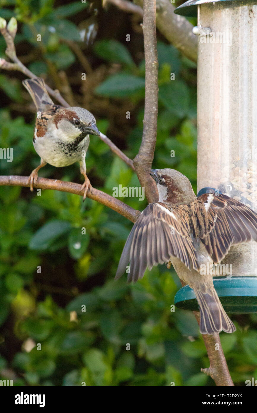 Sparrow Eating From A Bird Feeder East Coast Lincolnshire