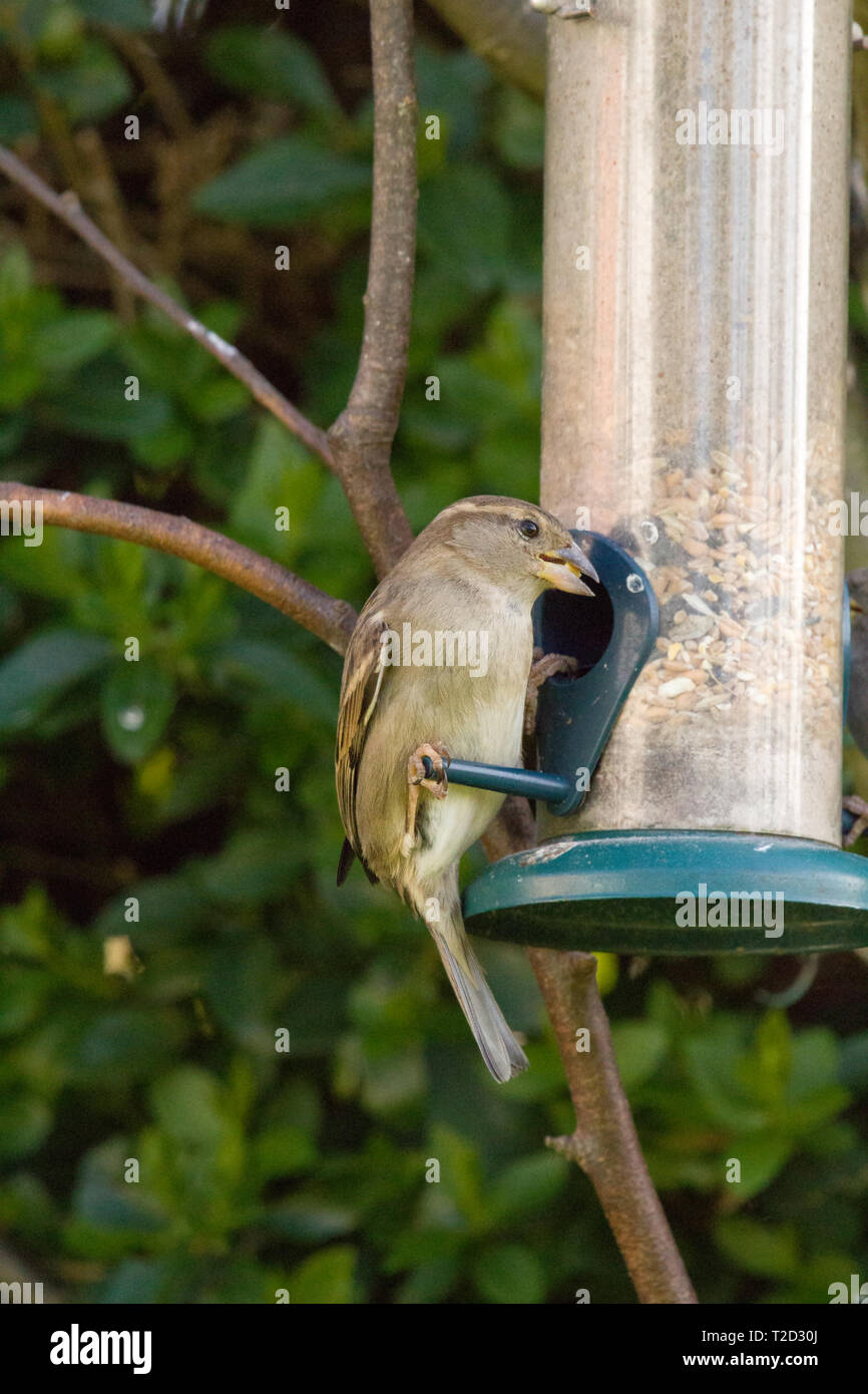 Sparrow Eating From A Bird Feeder East Coast Lincolnshire