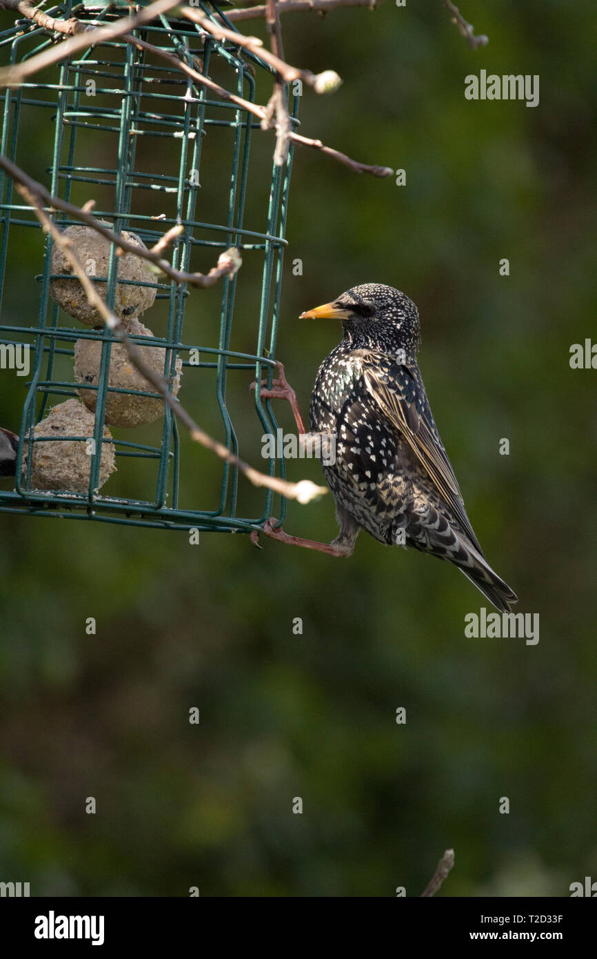 Starling Eating Form A Bird Feeder East Coast Lincolnshire