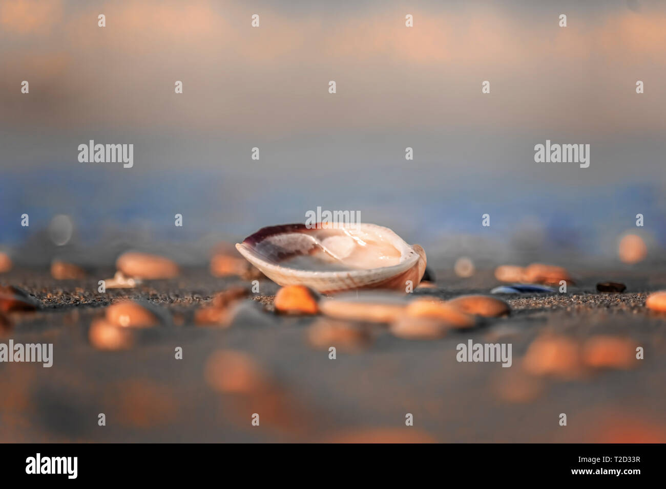Shell  on a seashore ,close up on a blurred background Stock Photo