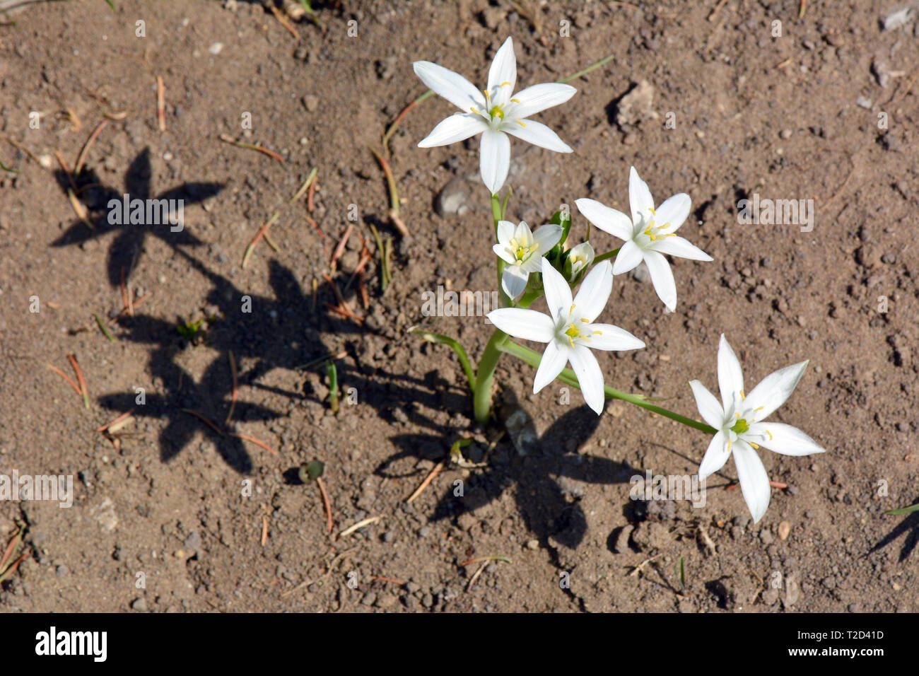garden starofBethlehem, grass lily, napatnoon, DoldenMilchstern