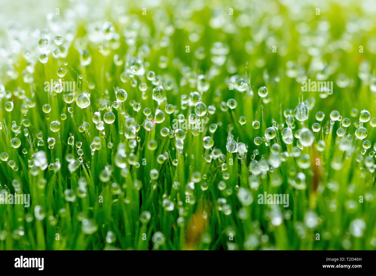 Dewdrops condense on moss on a foggy day, with low depth of field. Stock Photo