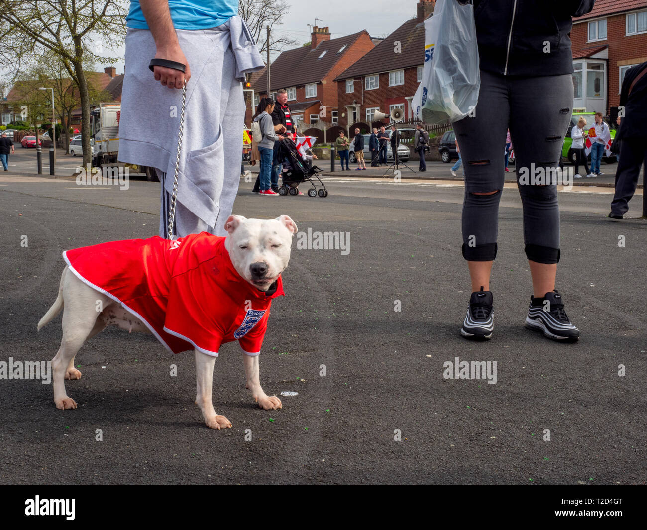 A white Staffordshire Bull Terrier wearing an England football shirt. Stock Photo