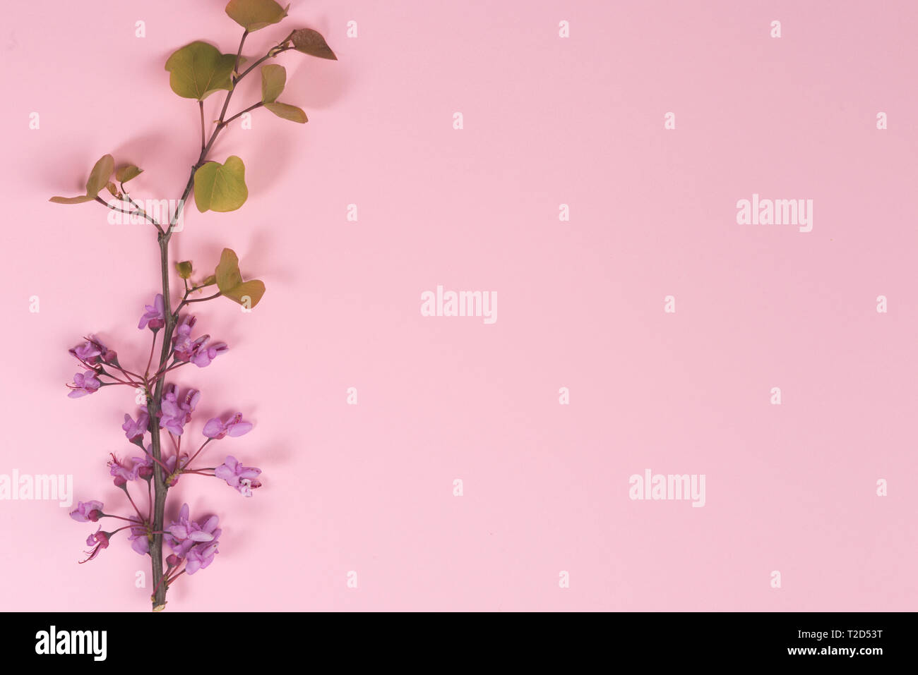 Flowers Composition Purple Flowers And Leaves On Pastel Pink Background Flat Lay Top View Copy Space Stock Photo Alamy
