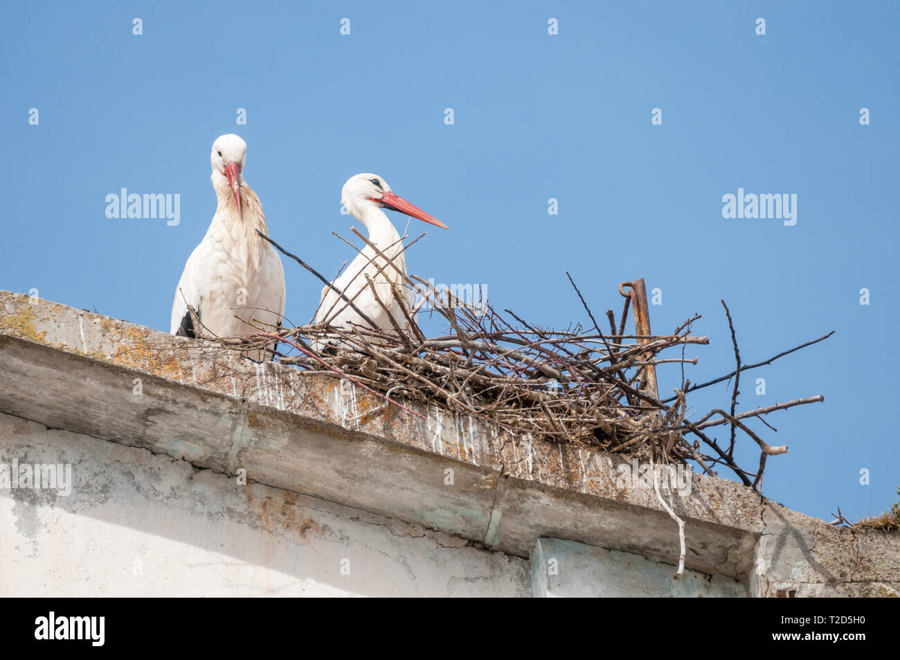 white stork, Ciconia ciconia, in the nest, cornice of an old building, LLeida, Catalonia, Spain Stock Photo