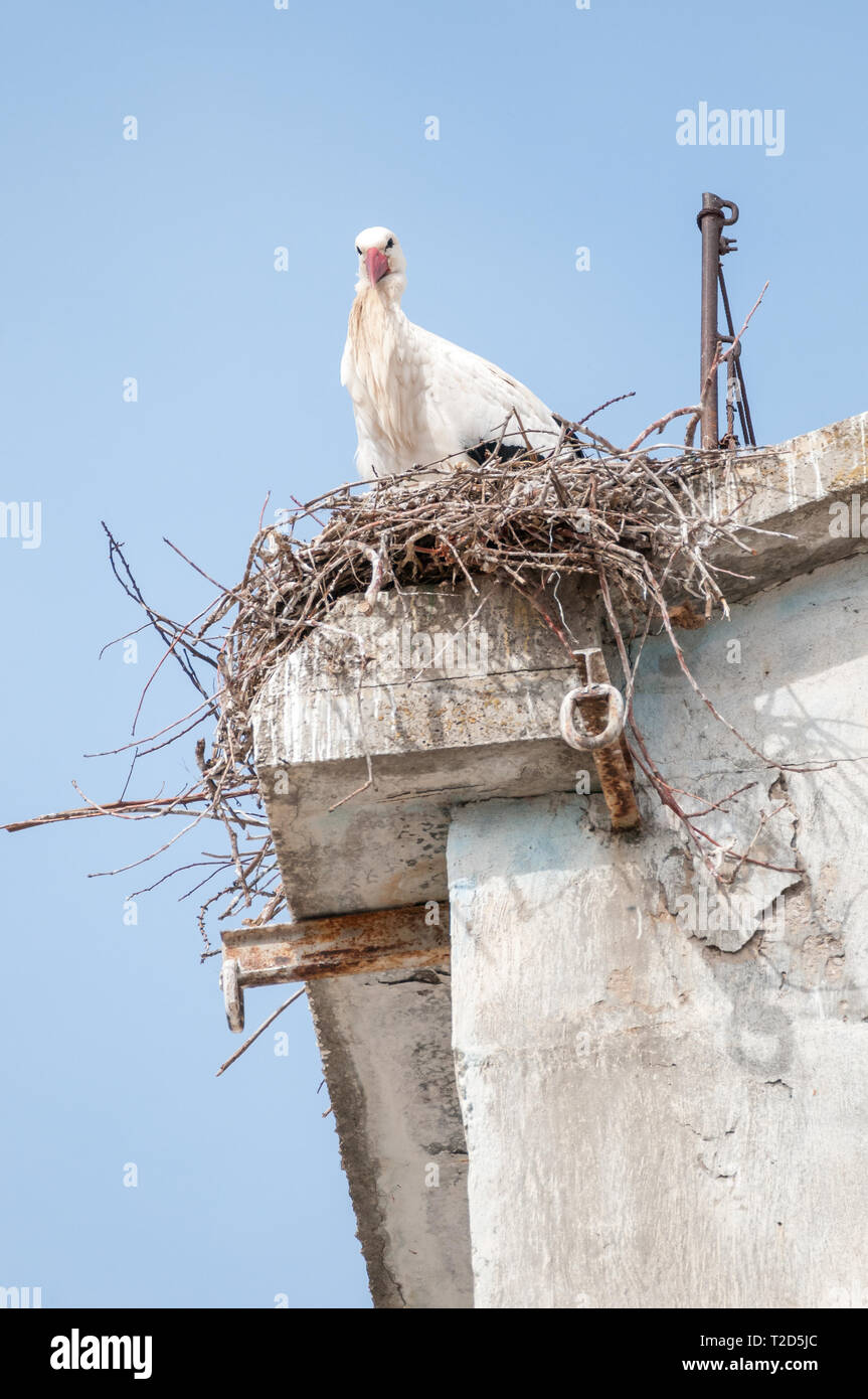 white stork, Ciconia ciconia, in the nest, cornice of an old building, LLeida, Catalonia, Spain Stock Photo