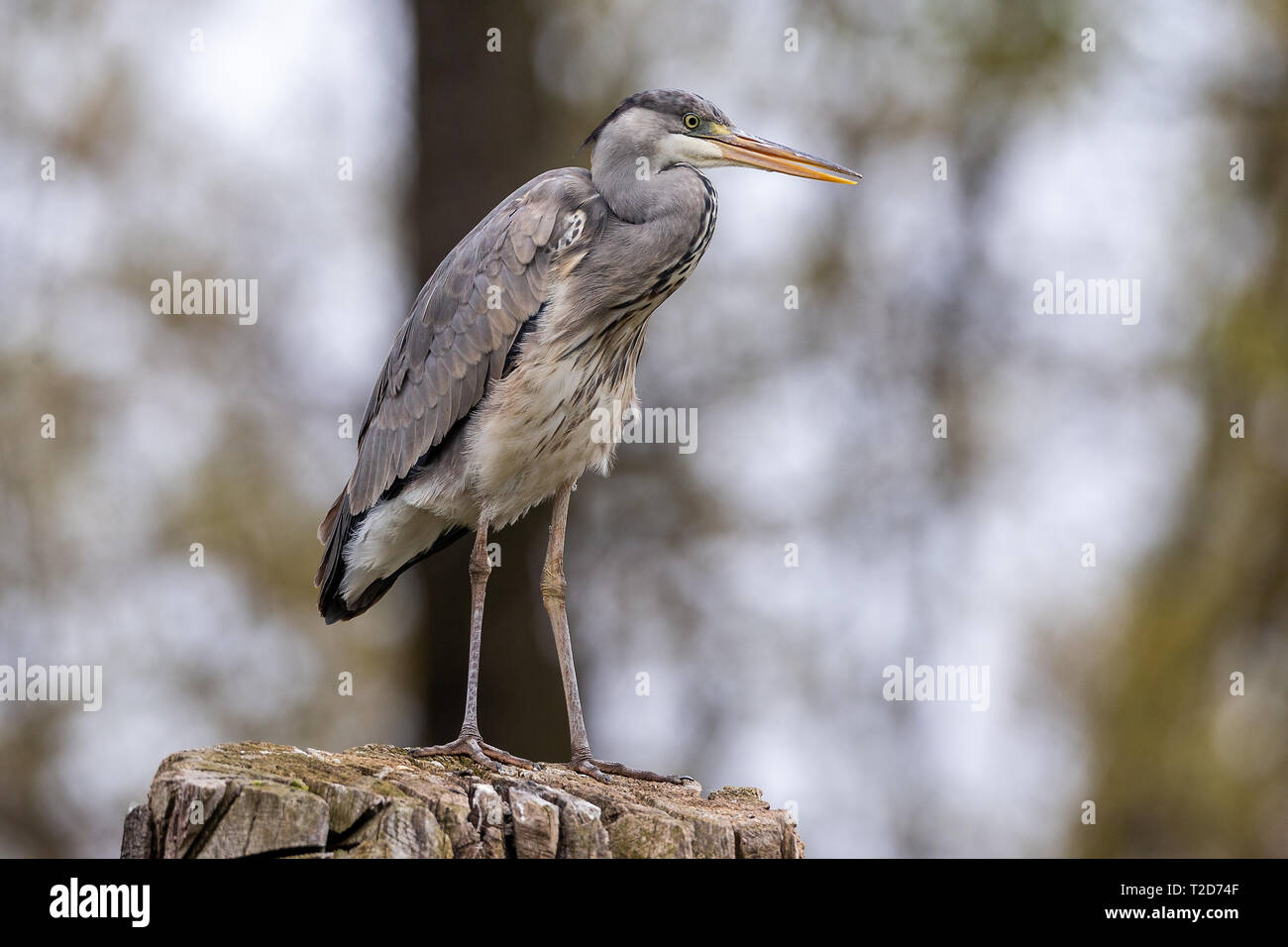 Graureiher Stock Photo