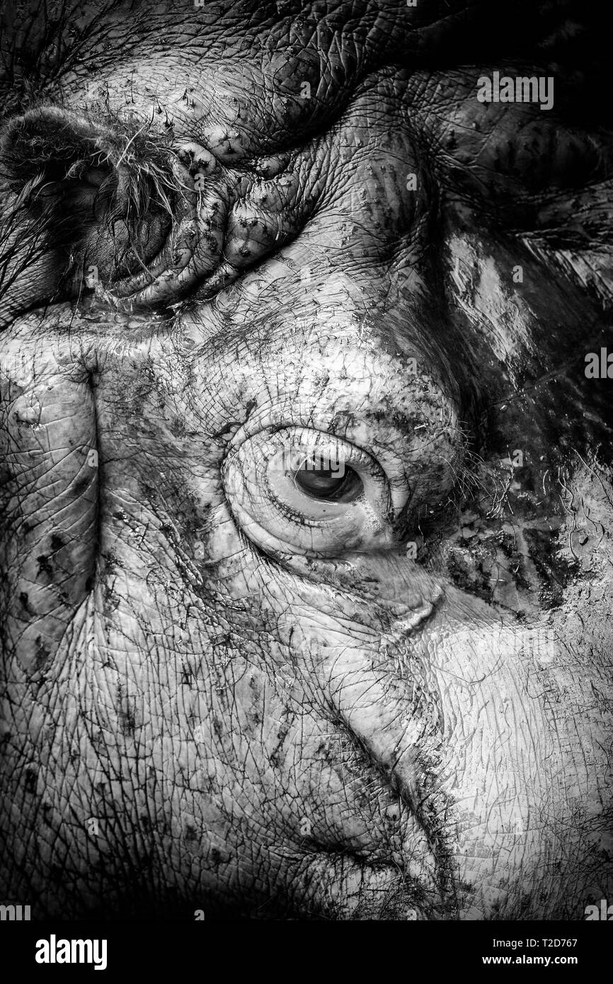 Auge eines Flusspferdes Stock Photo