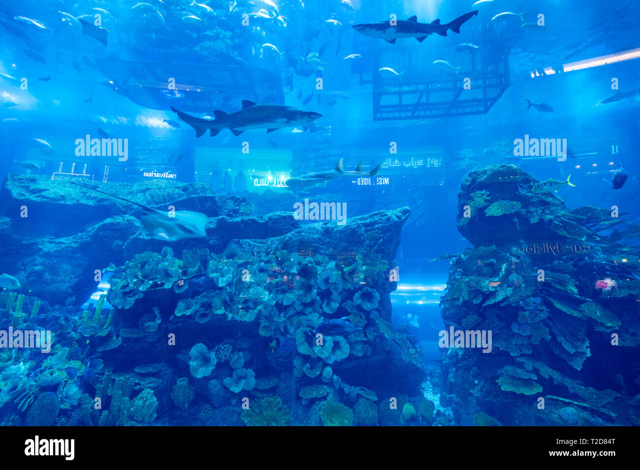 Sharks swimming inside the large aquarium at The Dubai Mall, Dubai, United Arab Emirates Stock Photo