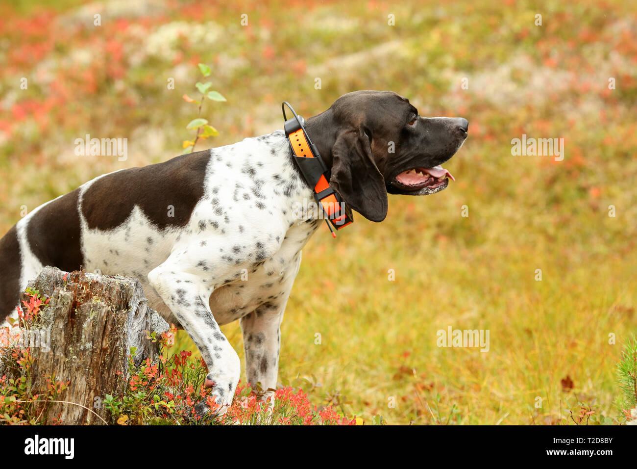 Dog english pointer hunting on the swamp, using gps tracker Stock Photo