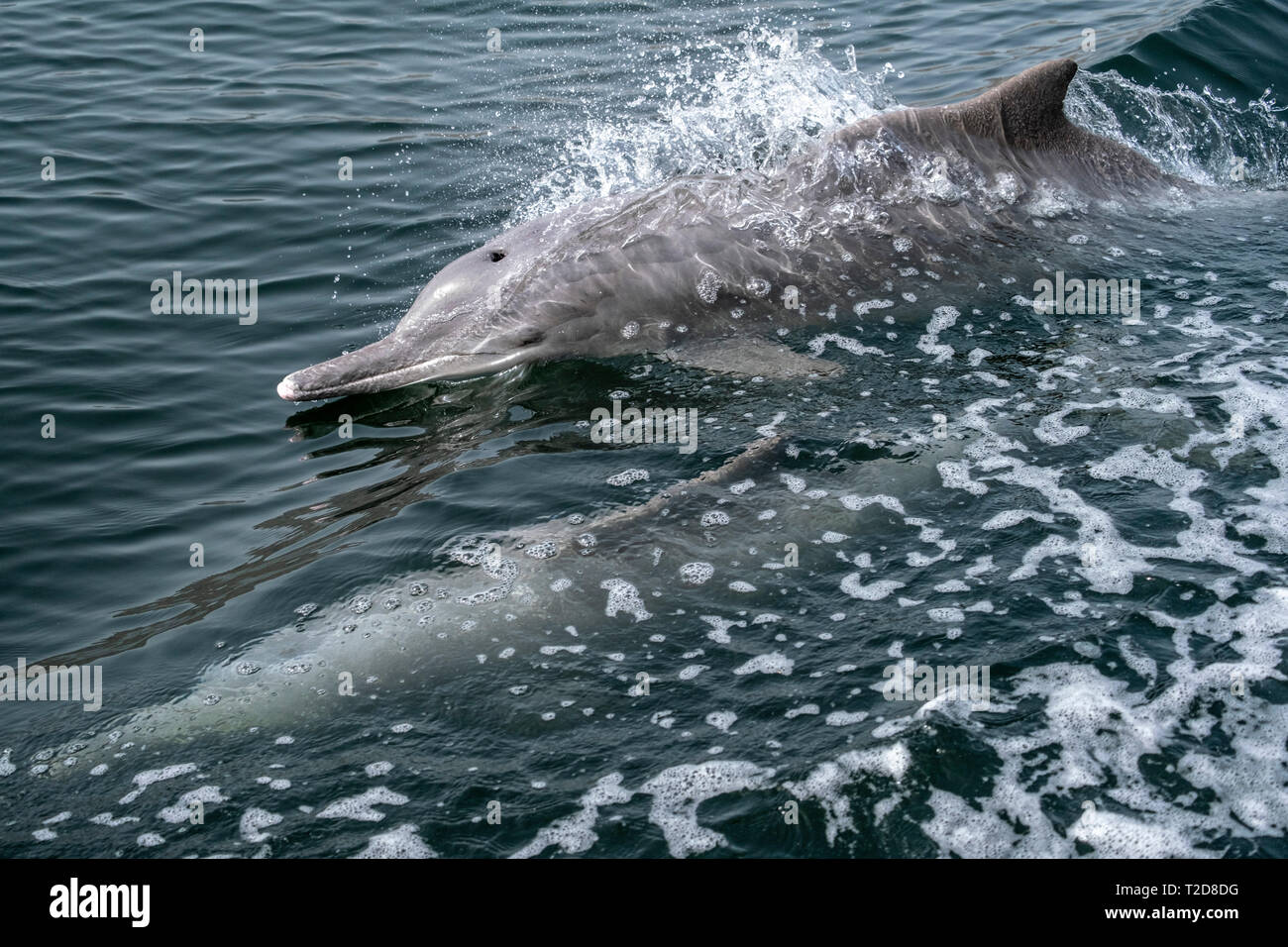 Dolphin Stock Photo