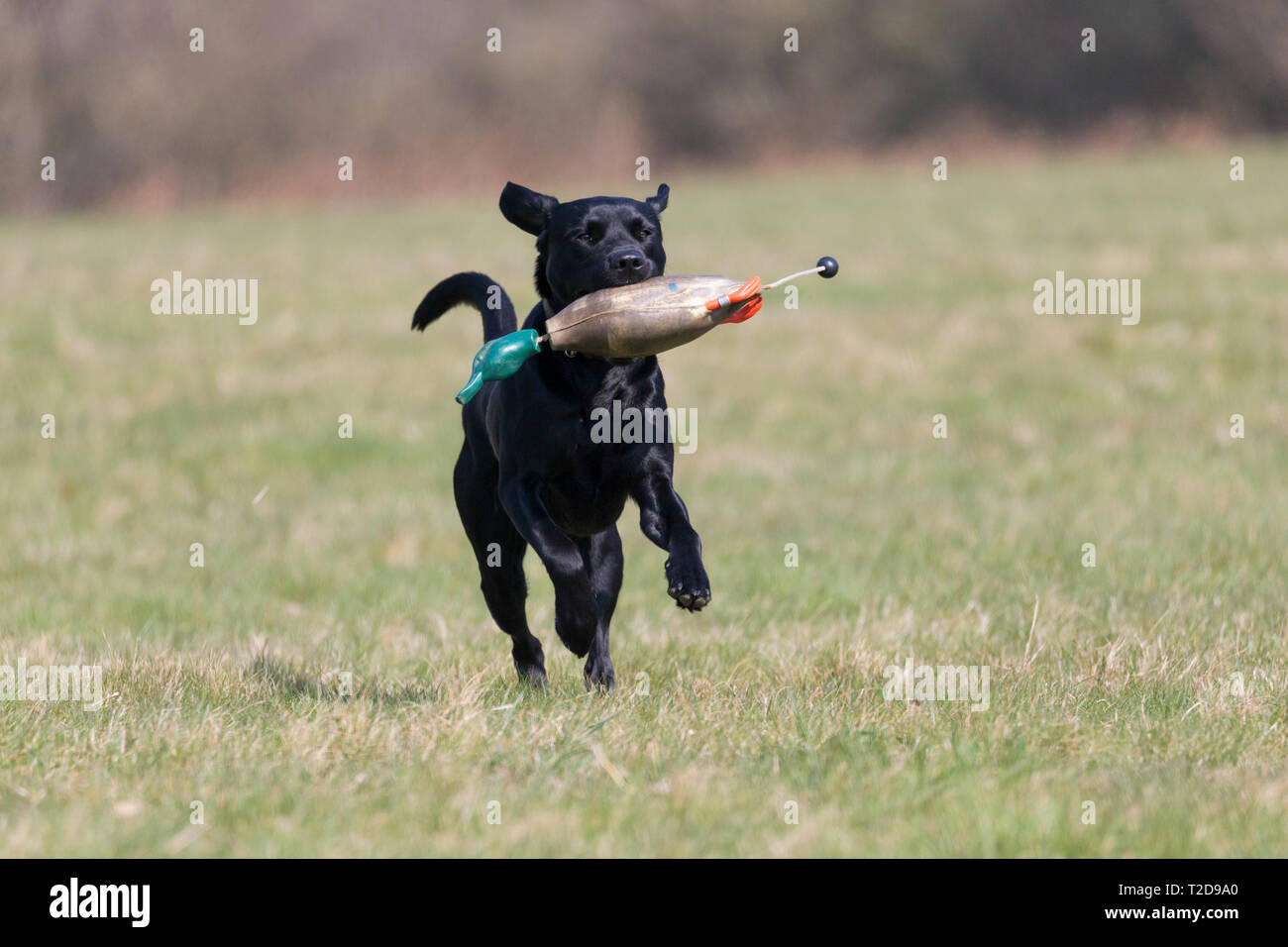 Labrador retriever with training dummy Stock Photo