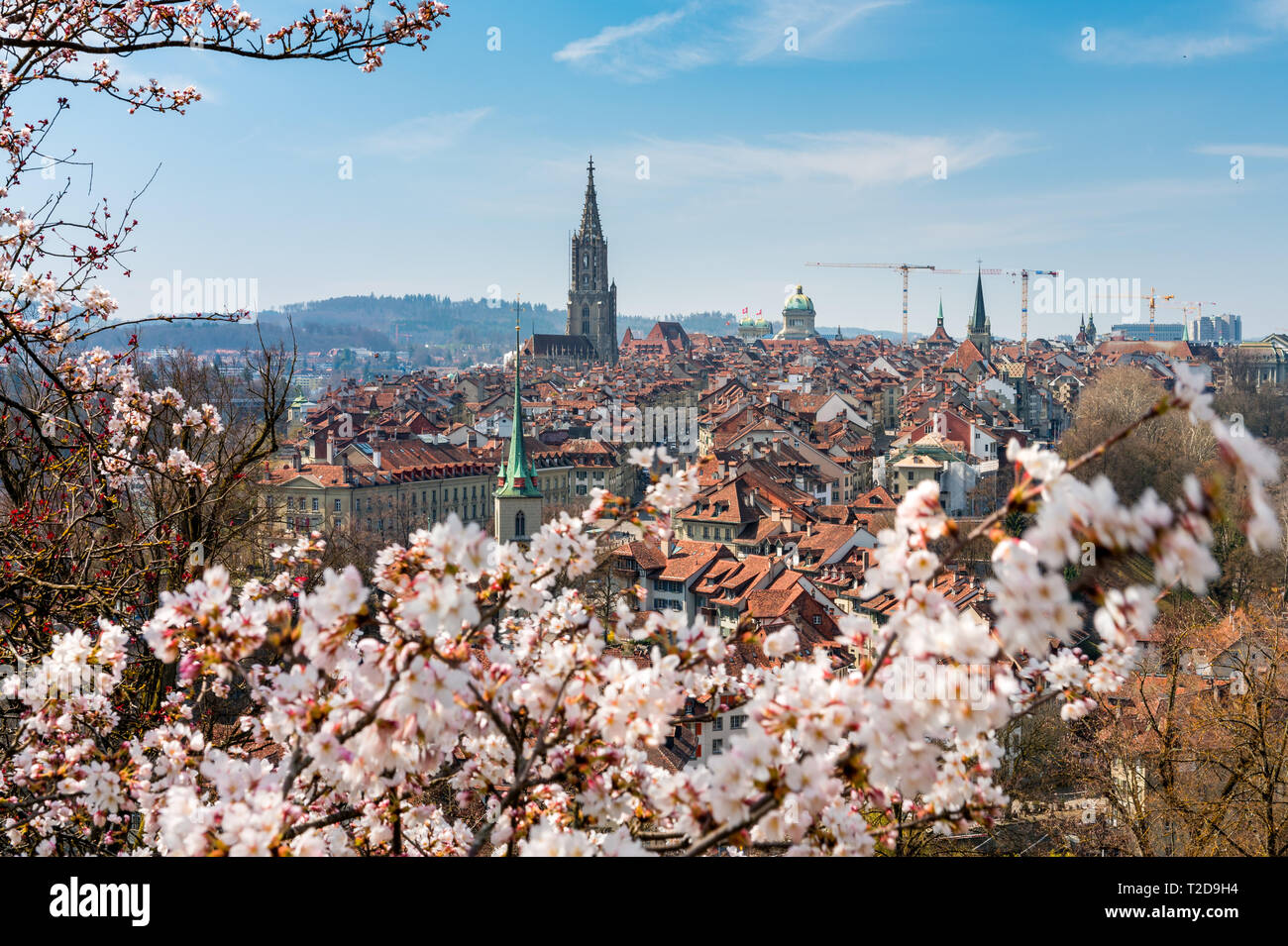 wunderbarer Frühlingsmorgen in Bern während der Kirschblüte mit Berner Münster und Altstadt Stock Photo