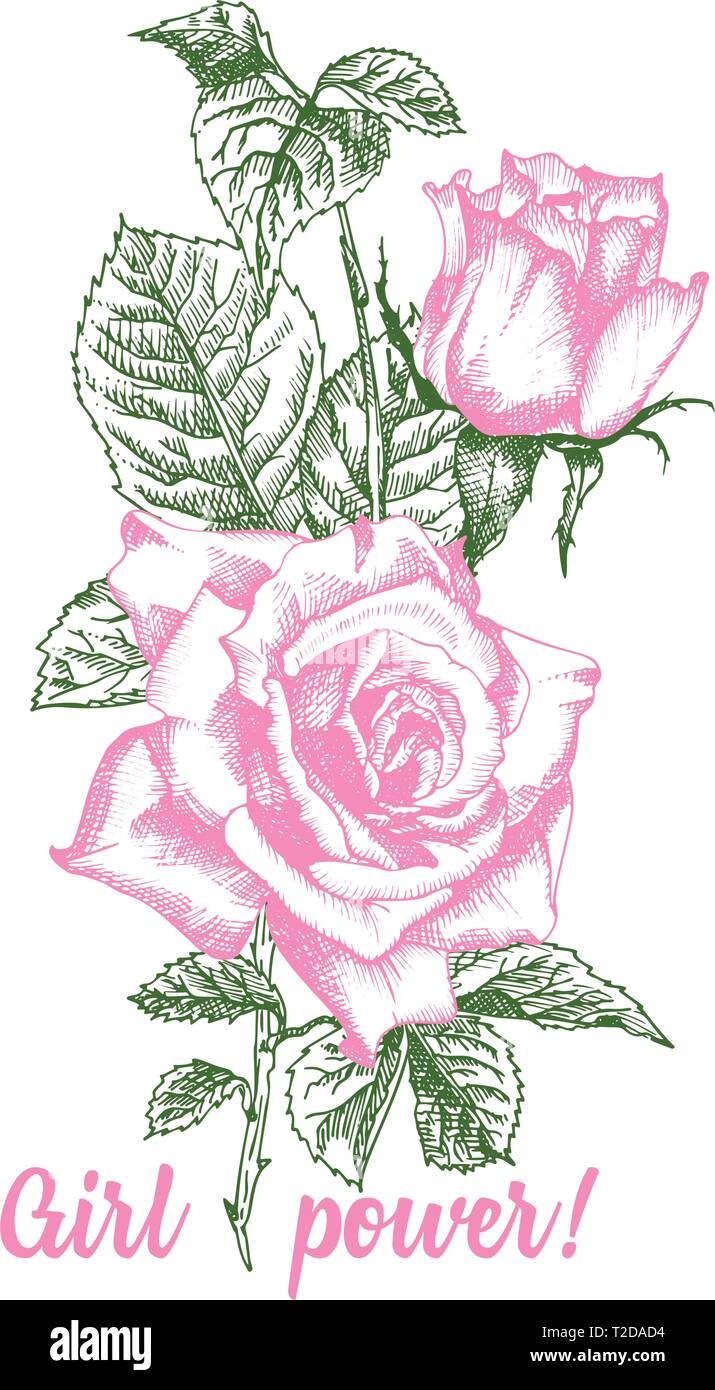 Rose Flower Sketch In Engraving Style On White Background Pink And Green Color Vintage Vector Illustration T Shirt Print Love Background Typograp Stock Vector Image Art Alamy