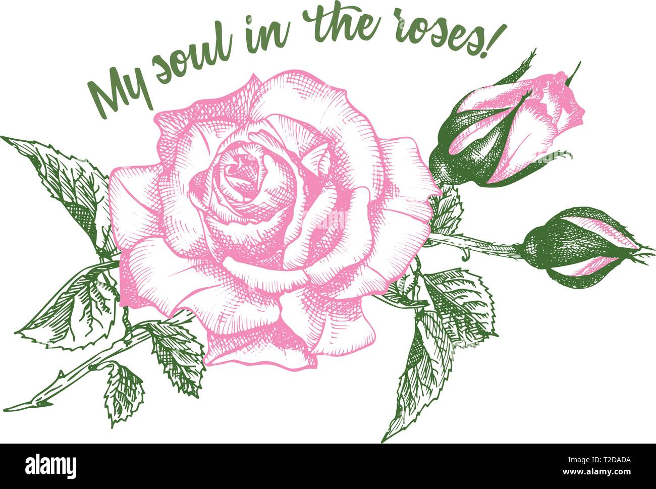 Rose Flower Sketch In Engraving Style On White Background Pink And Green Color Vintage Vector Illustration T Shirt Print Love Background Typograp Stock Vector Image Art Alamy Check out our flower sketch selection for the very best in unique or custom, handmade pieces from our prints shops. https www alamy com rose flower sketch in engraving style on white background pink and green color vintage vector illustration t shirt print love background typograp image242468054 html