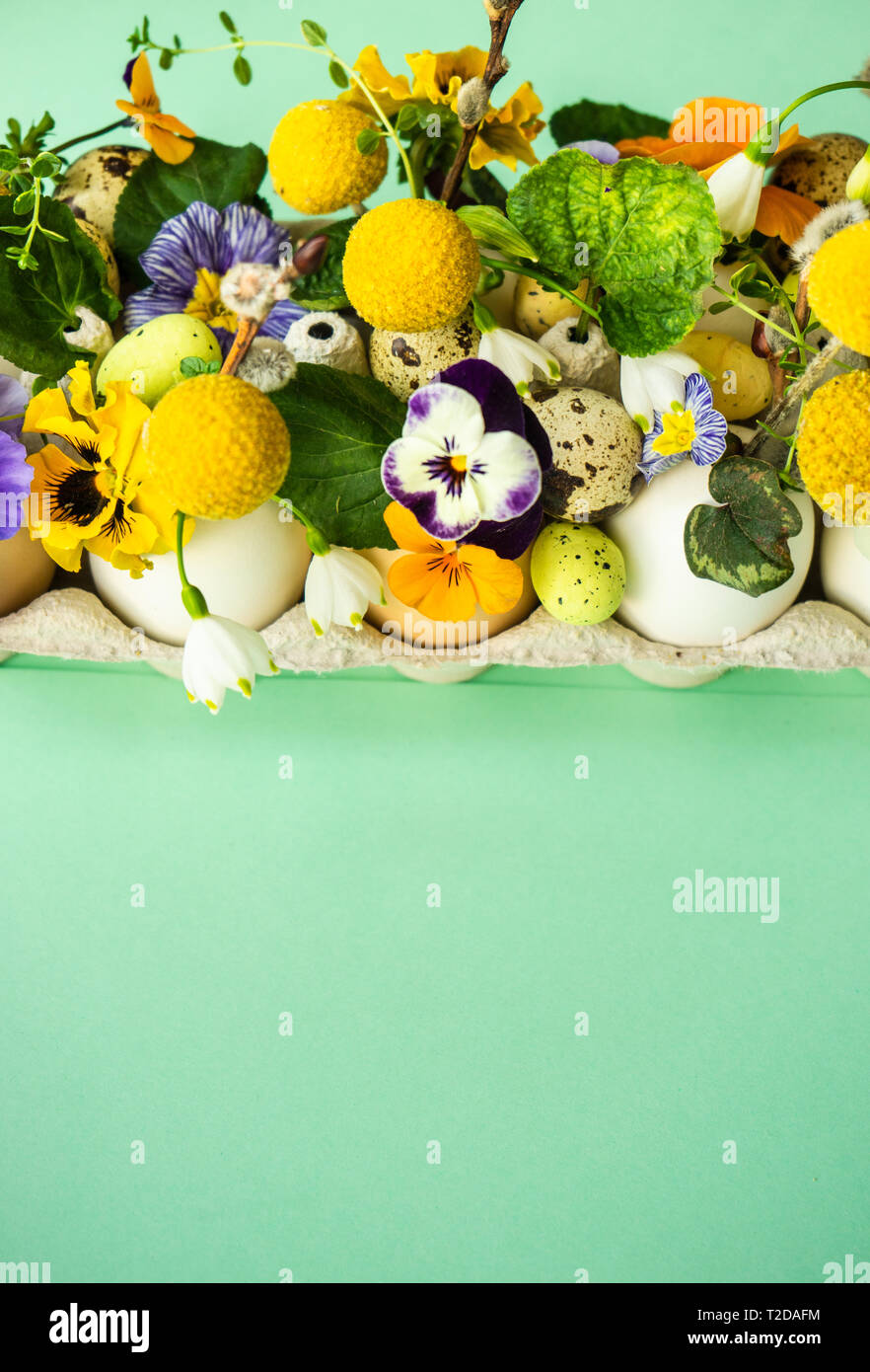 Easter holiday natural composition with first spring flowers like tricolor violas and primerose , colored eggs Stock Photo