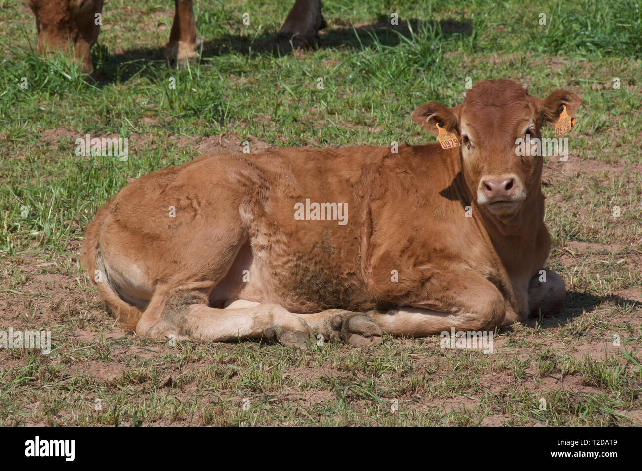 beef cow  on Catalan farm Stock Photo