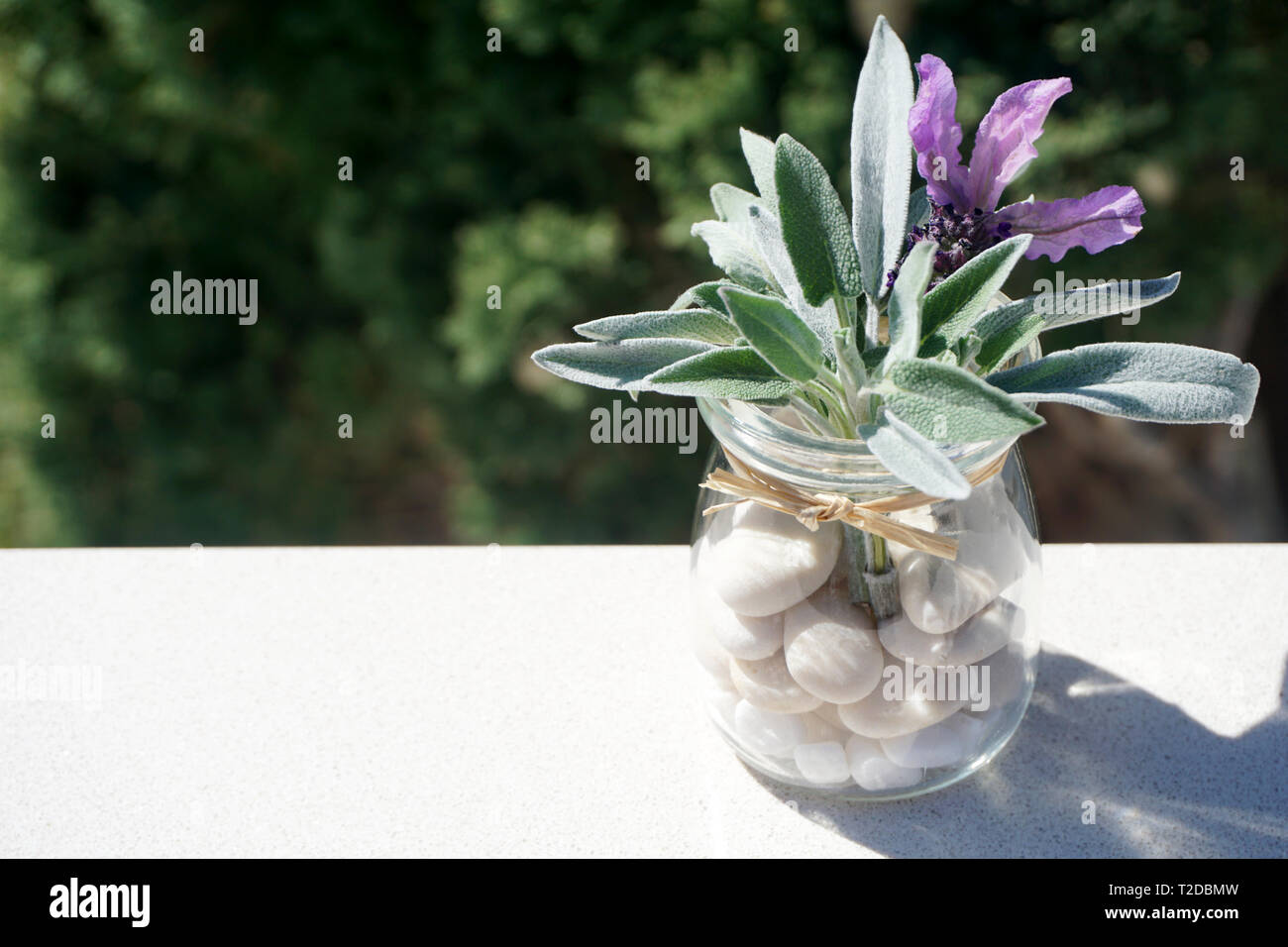 Fresh herbal spring aromatic plants, lavender and sage in glass jar with pebbles, close up with green tree in the background Stock Photo