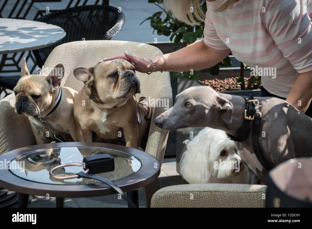 London, UK. 30th March, 2019. London Fashion Dog Walk Brunch at M Restaurant in Victoria. Credit: Guy Corbishley/Alamy Live News Stock Photo