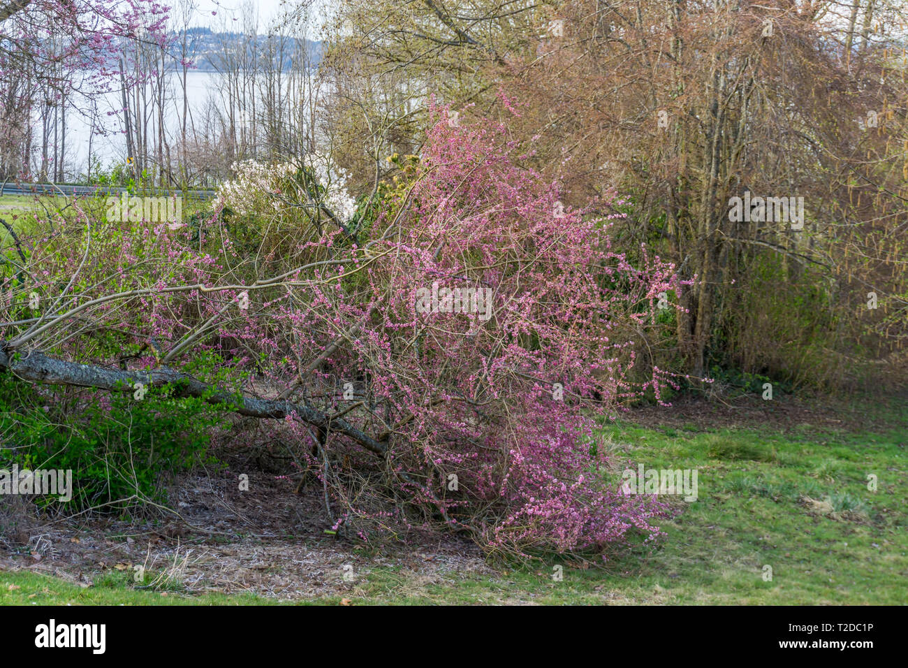 A view of pink Cherry tree blossoms in spring Stock Photo - Alamy