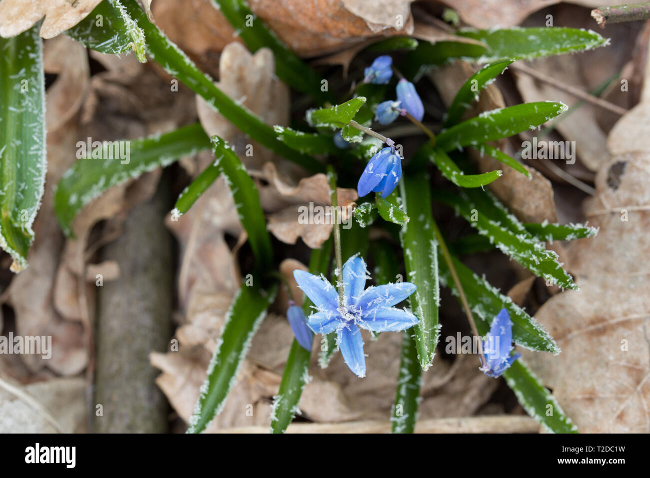small spring blue flowers (Scilla bifolia) with hoarfrost macro Stock Photo