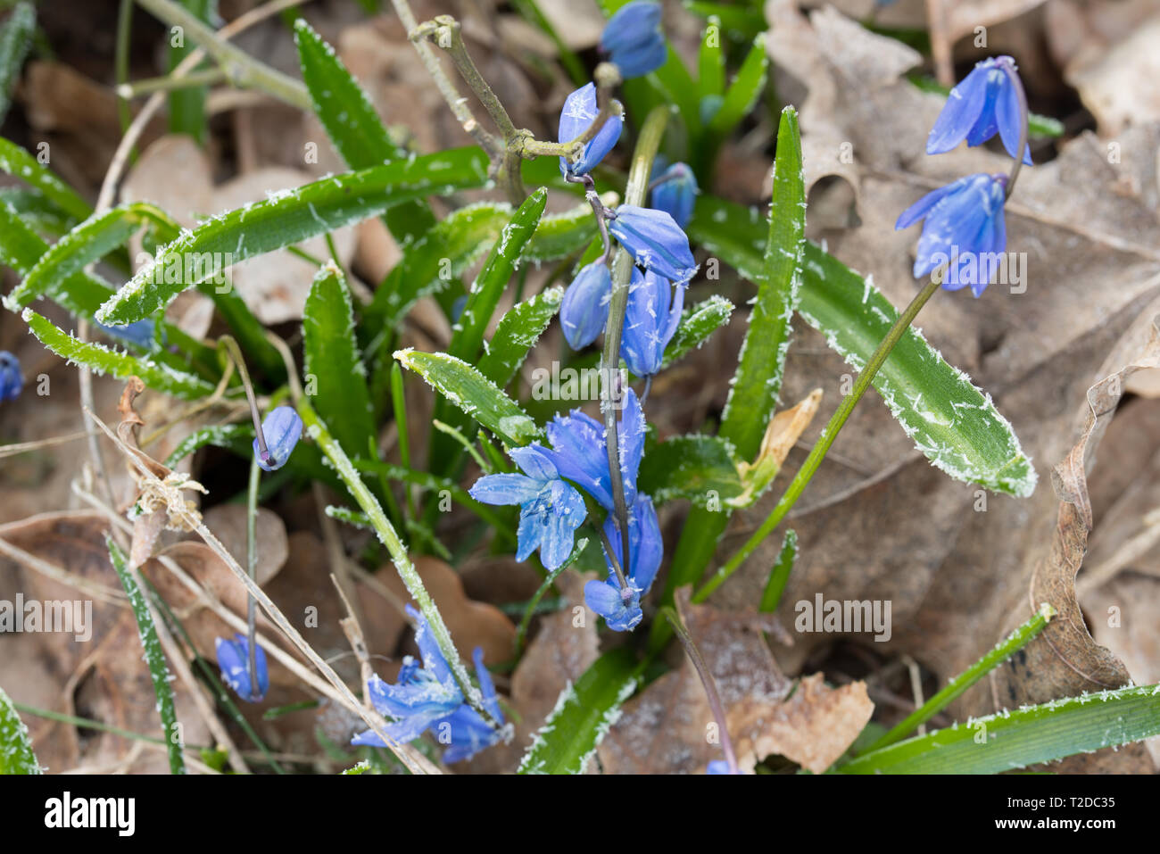 small spring blue flowers (Scilla bifolia) with hoarfrost macro Stock Photo