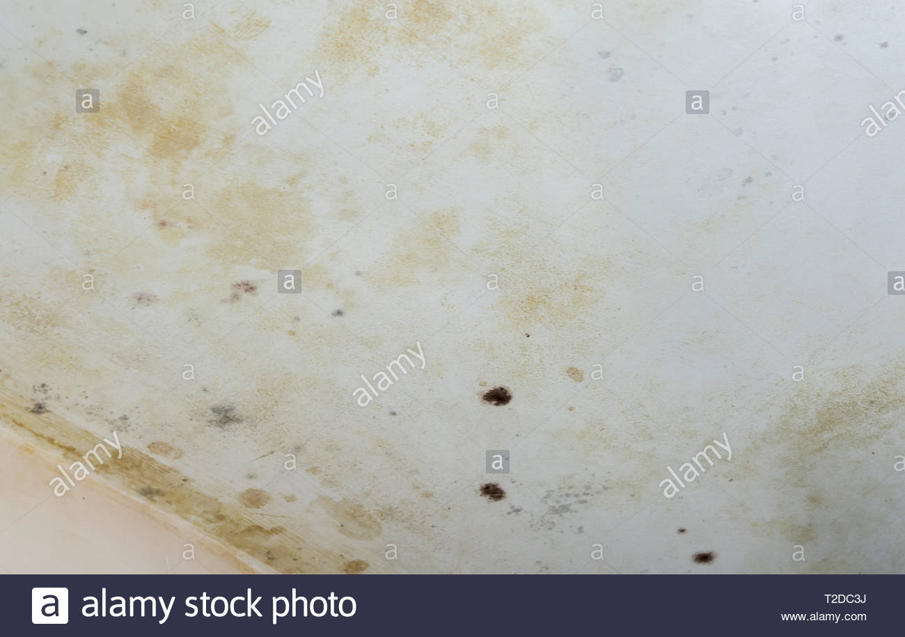 Dark Brown With Yellow Mold Stains And Spots On A White Wall