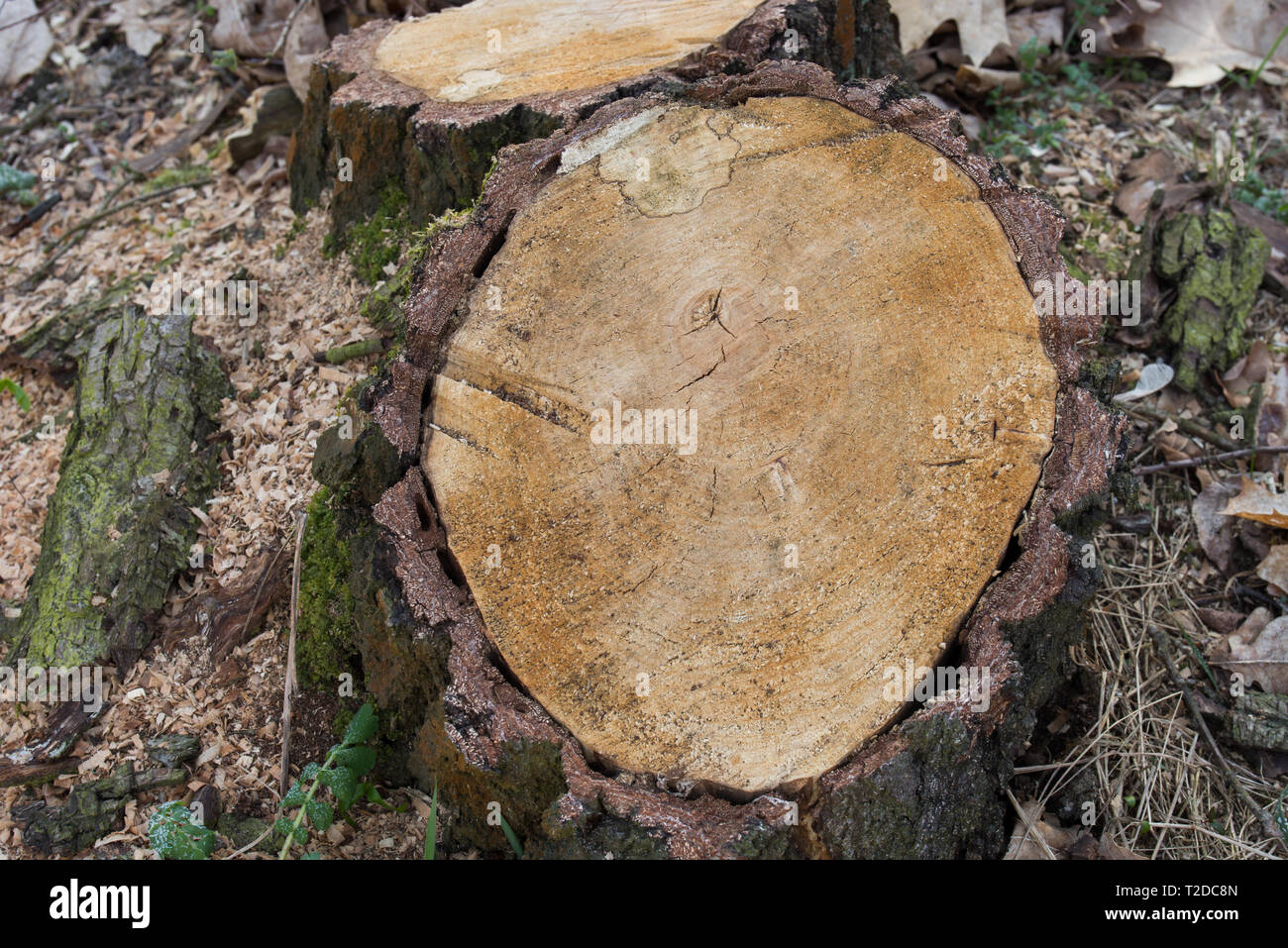 cut birch tree stump closeup Stock Photo Alamy