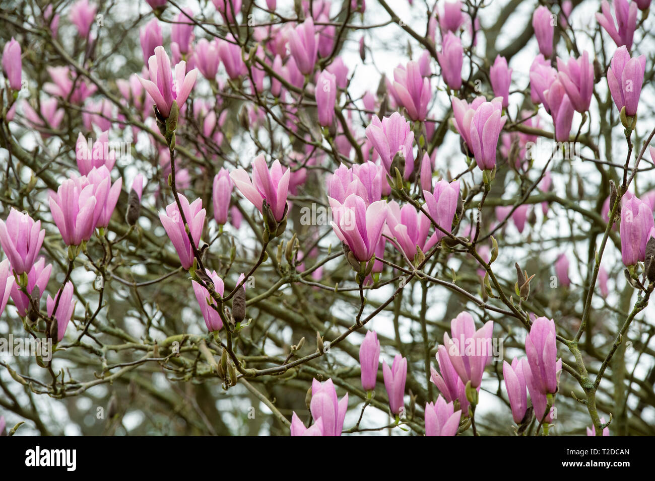 Magnolia ‘Heaven scent' tree flowering in spring. UK Stock Photo