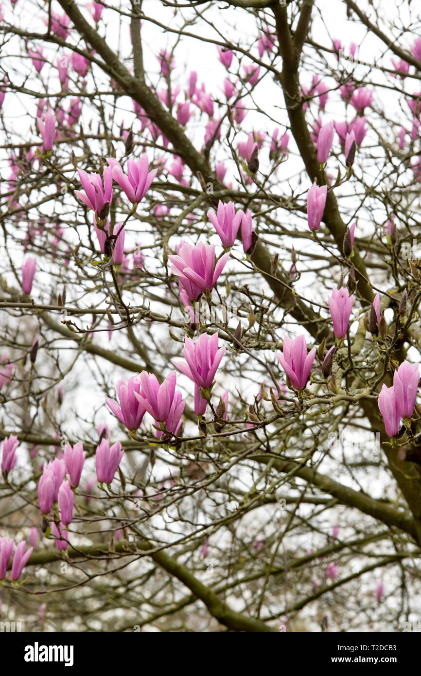 Magnolia ‘Heaven scent' tree flowering in spring. UK Stock Photo