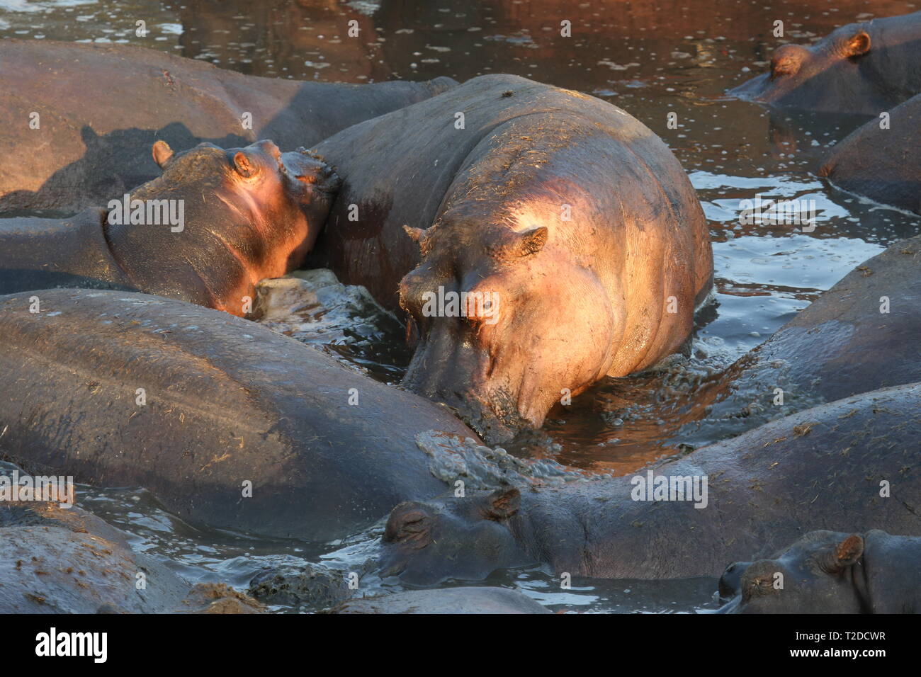Tanzanian hippos Stock Photo