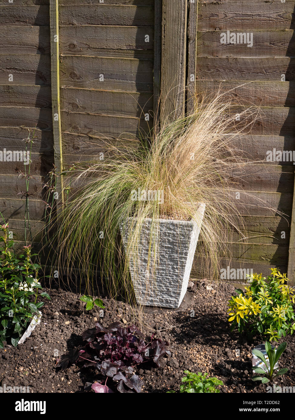 Feather Grass (Stipa tenuissima) in stone grey pot in garden on housing estate in Westbury, Wiltshire, UK. Stock Photo