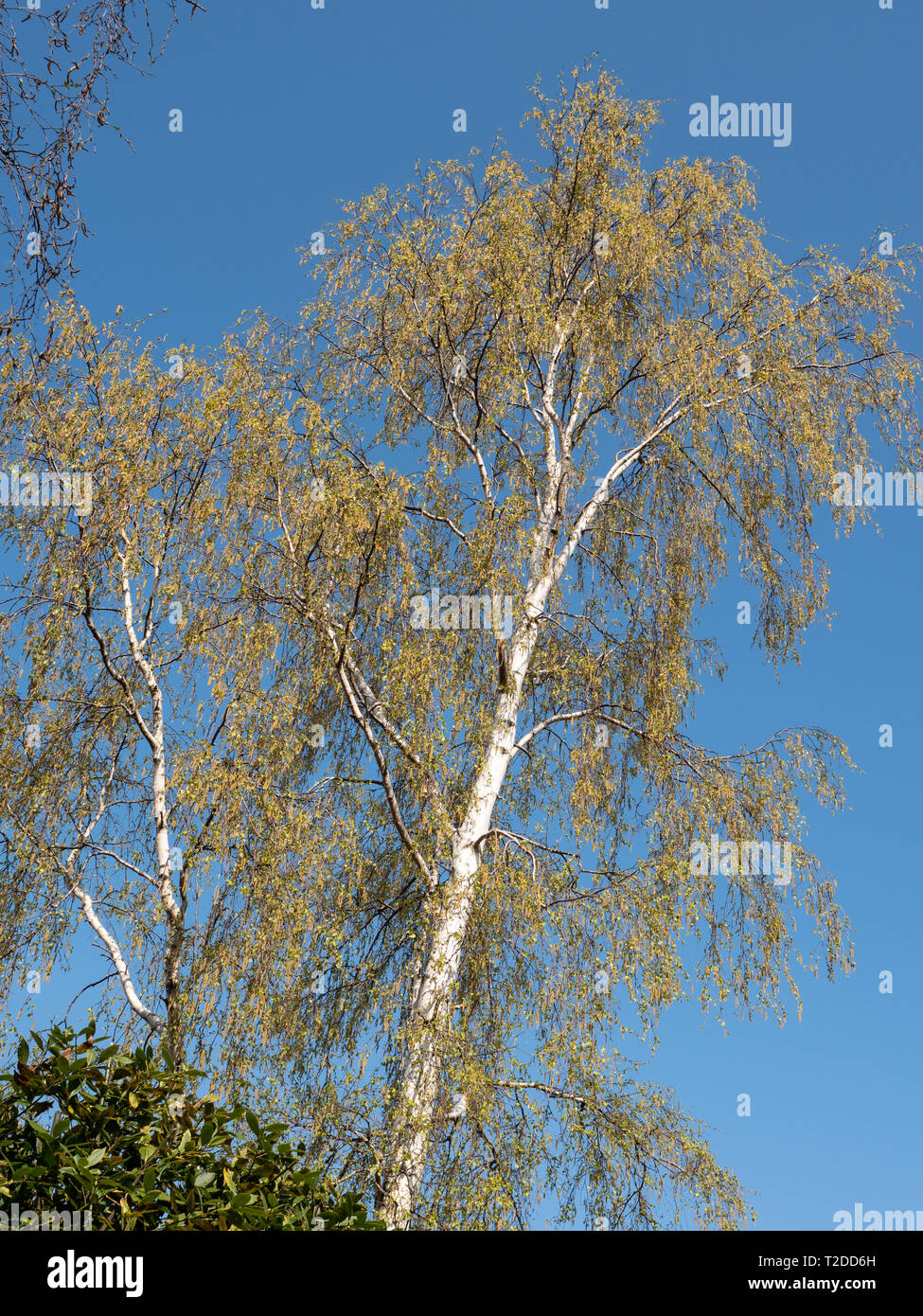 Silver Birch (Betula Pendula) against blue sky in springtime sunshine. Stock Photo