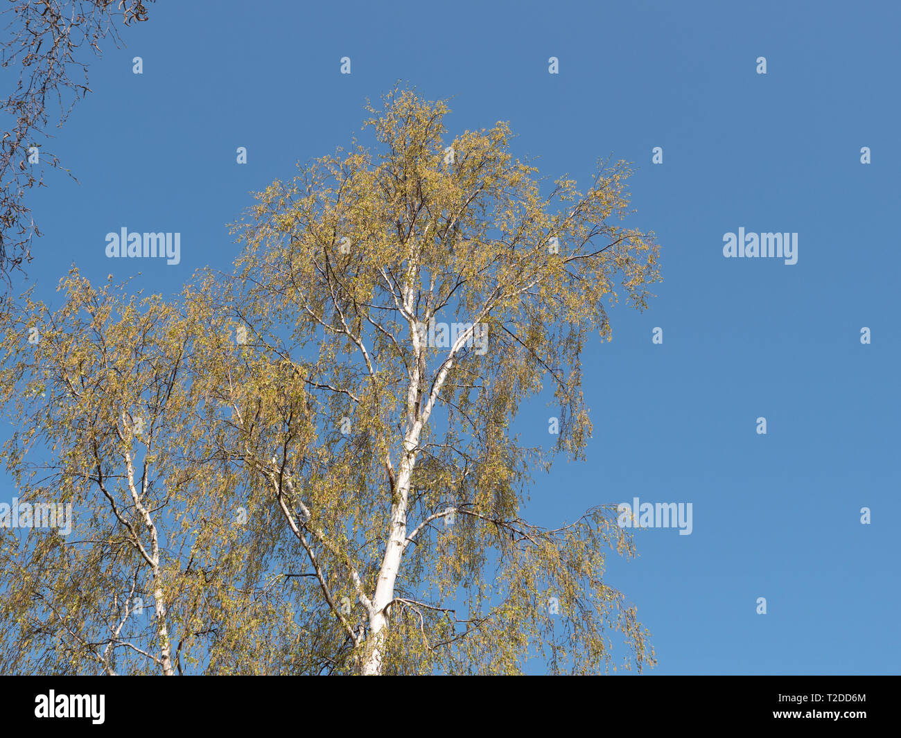 Silver Birch (Betula Pendula) against blue sky in springtime sunshine. Stock Photo