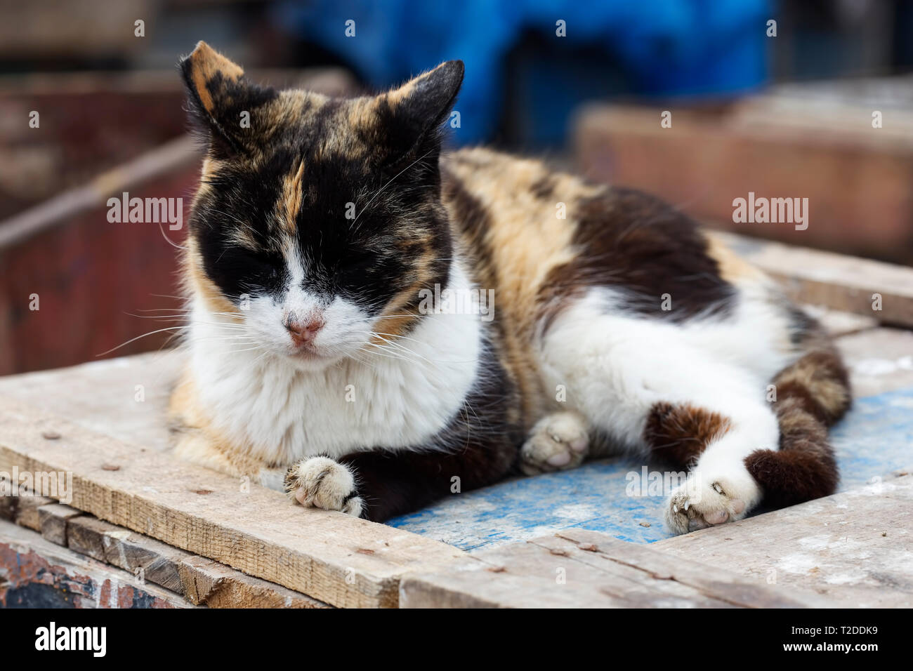 Cat sleeping in fishing village, Morocco Stock Photo