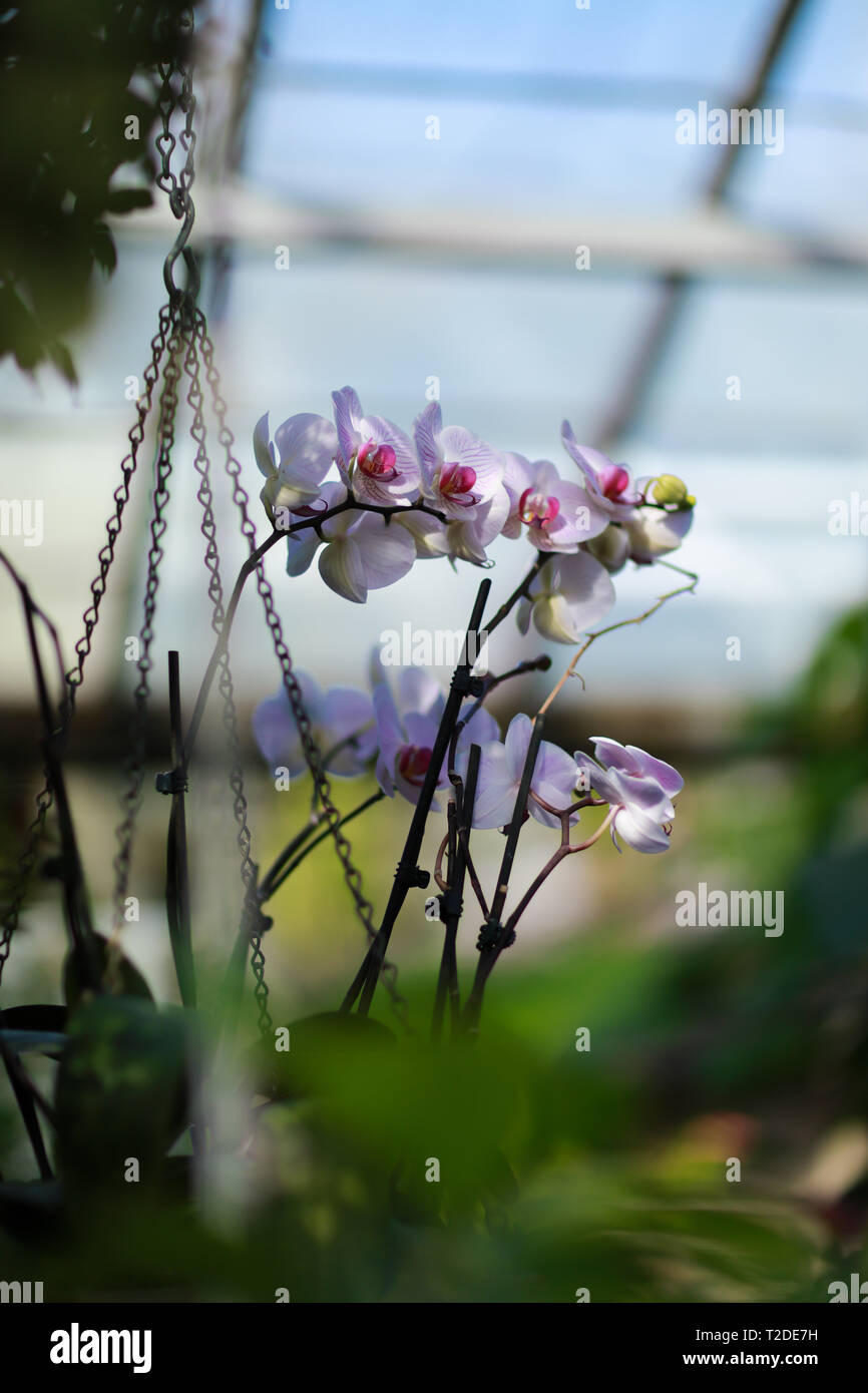 Orchids in Toronto's Botanical Gardens Stock Photo Alamy