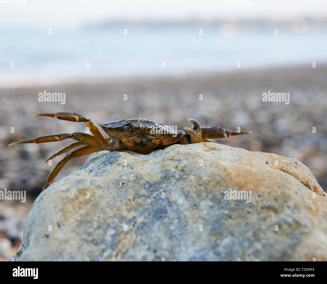 Eye level shot of a Crab summiting a rocky platform on St Helen's Beach. Lovely pastel colours in this glorious seaside scene. Stock Photo