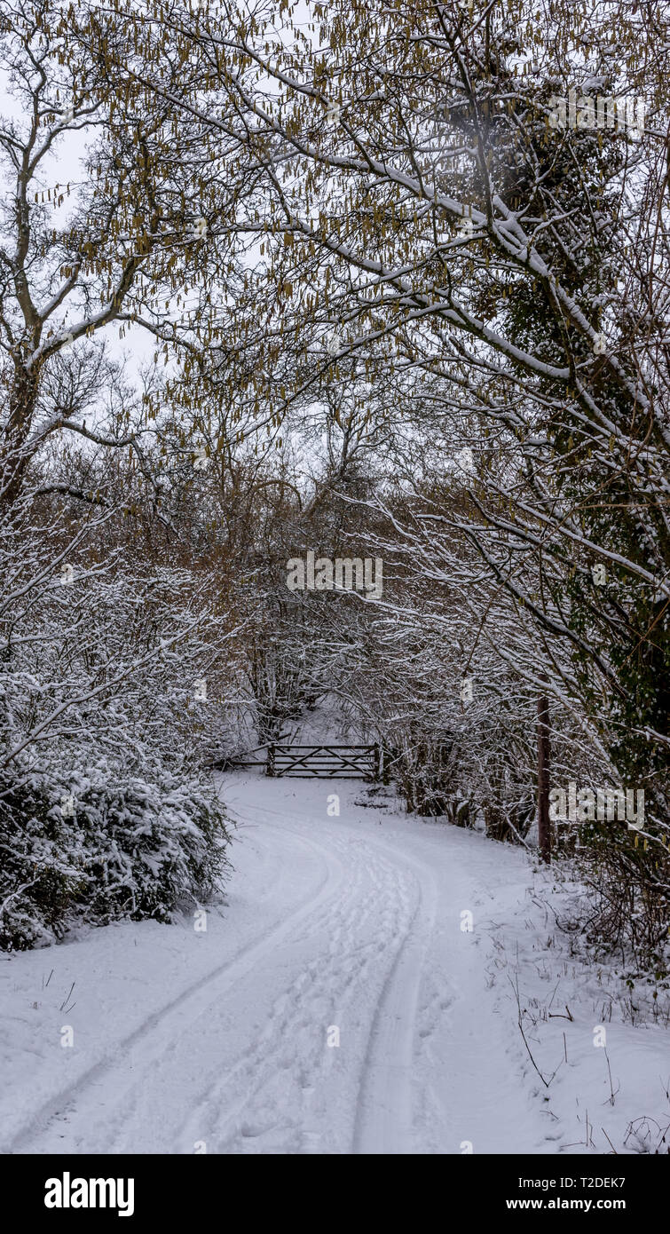 Footpath through beech trees hi-res stock photography and images - Alamy