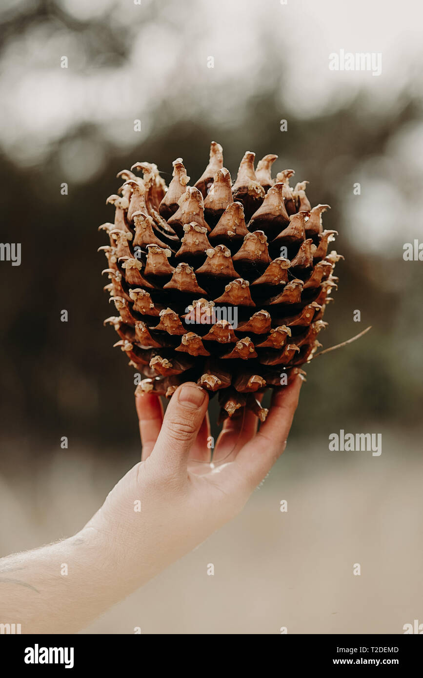 Person holding a large pine cone Stock Photo