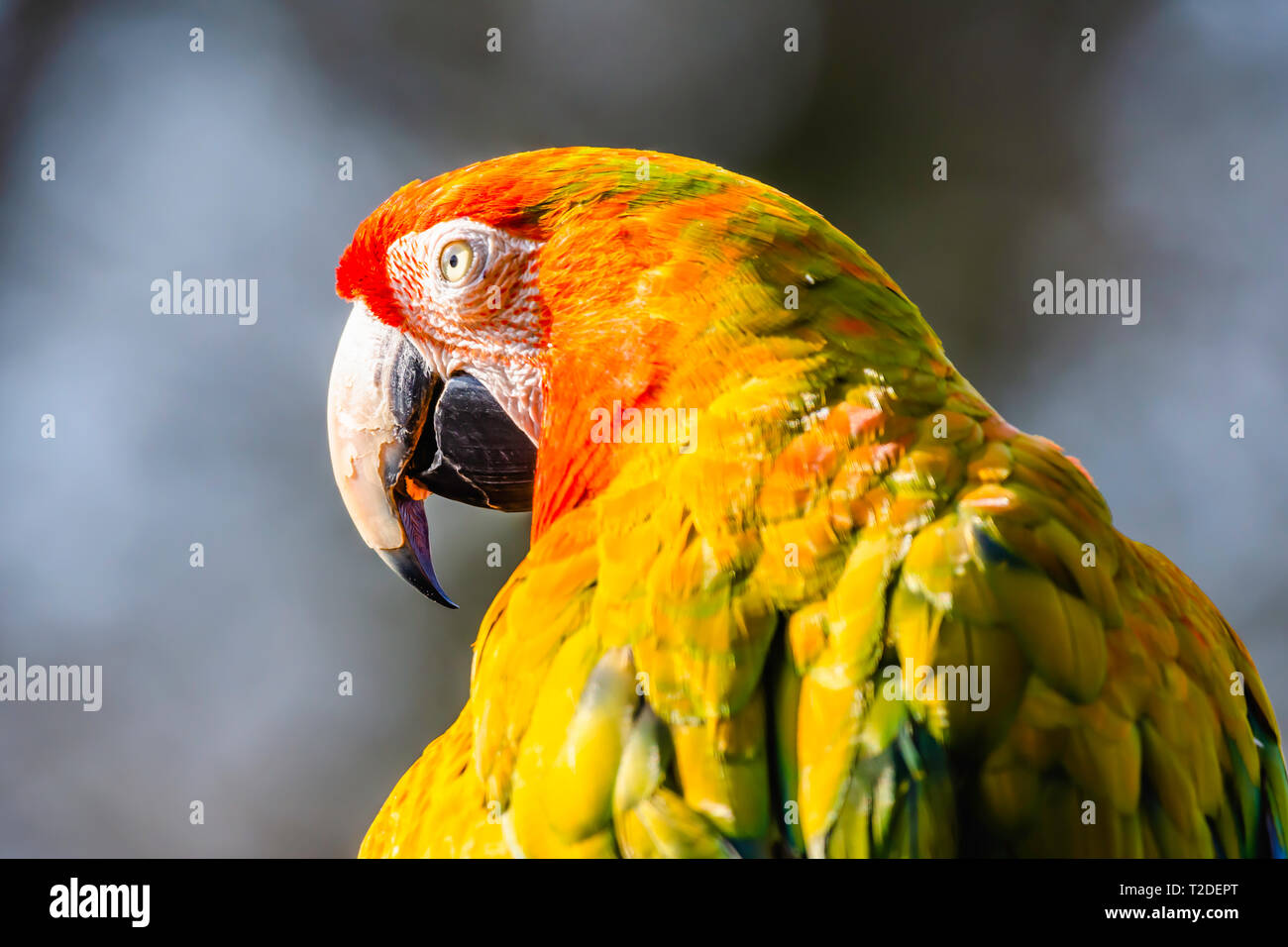 Close up portrait of scarlet macaw parrot.Funny animal.Majestic and colourful large tropical bird, popular pet.Wildlife photography.Blurred dark sky. Stock Photo