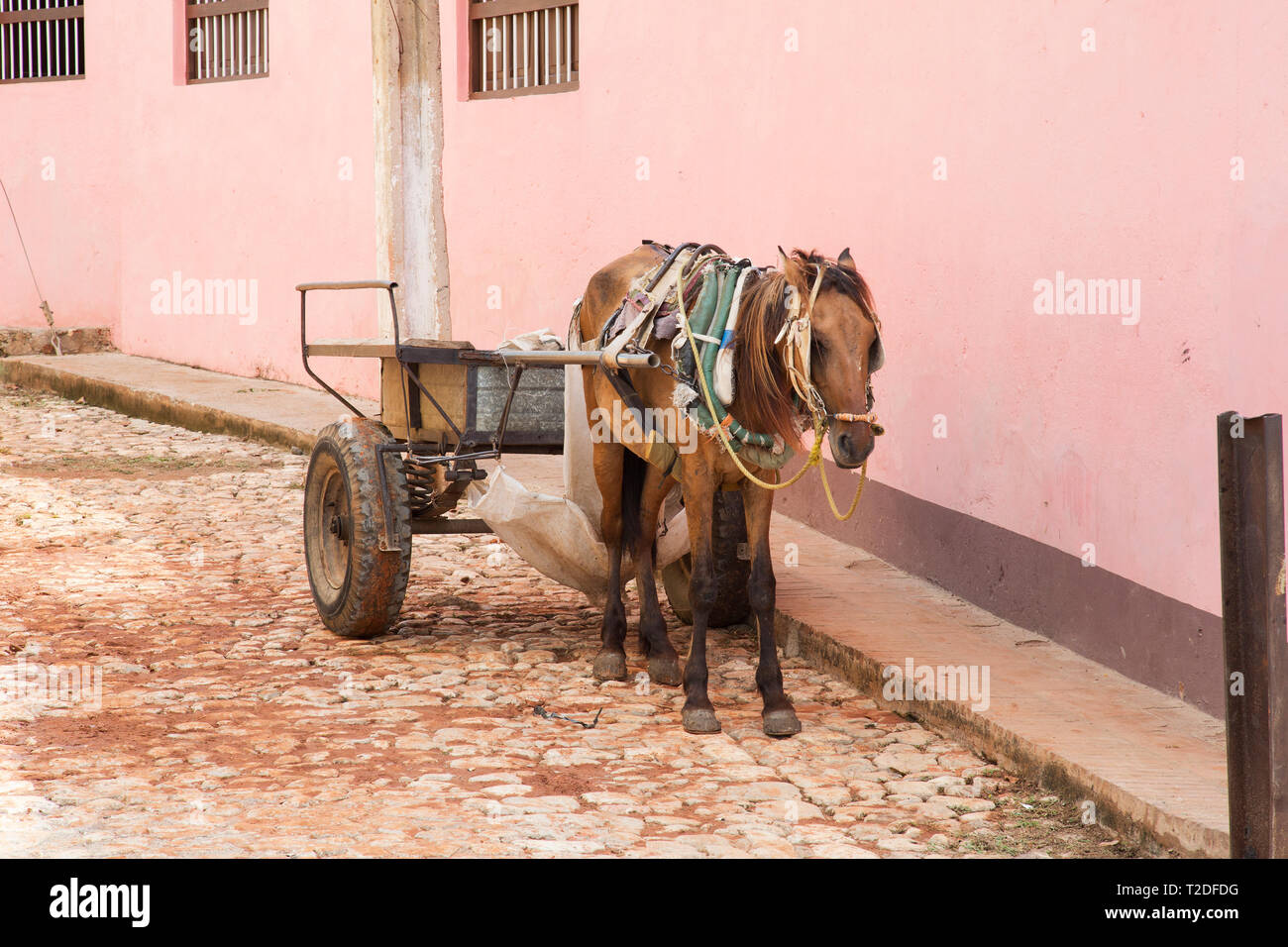 Working horse with cart in Trinidad,Cuba Stock Photo