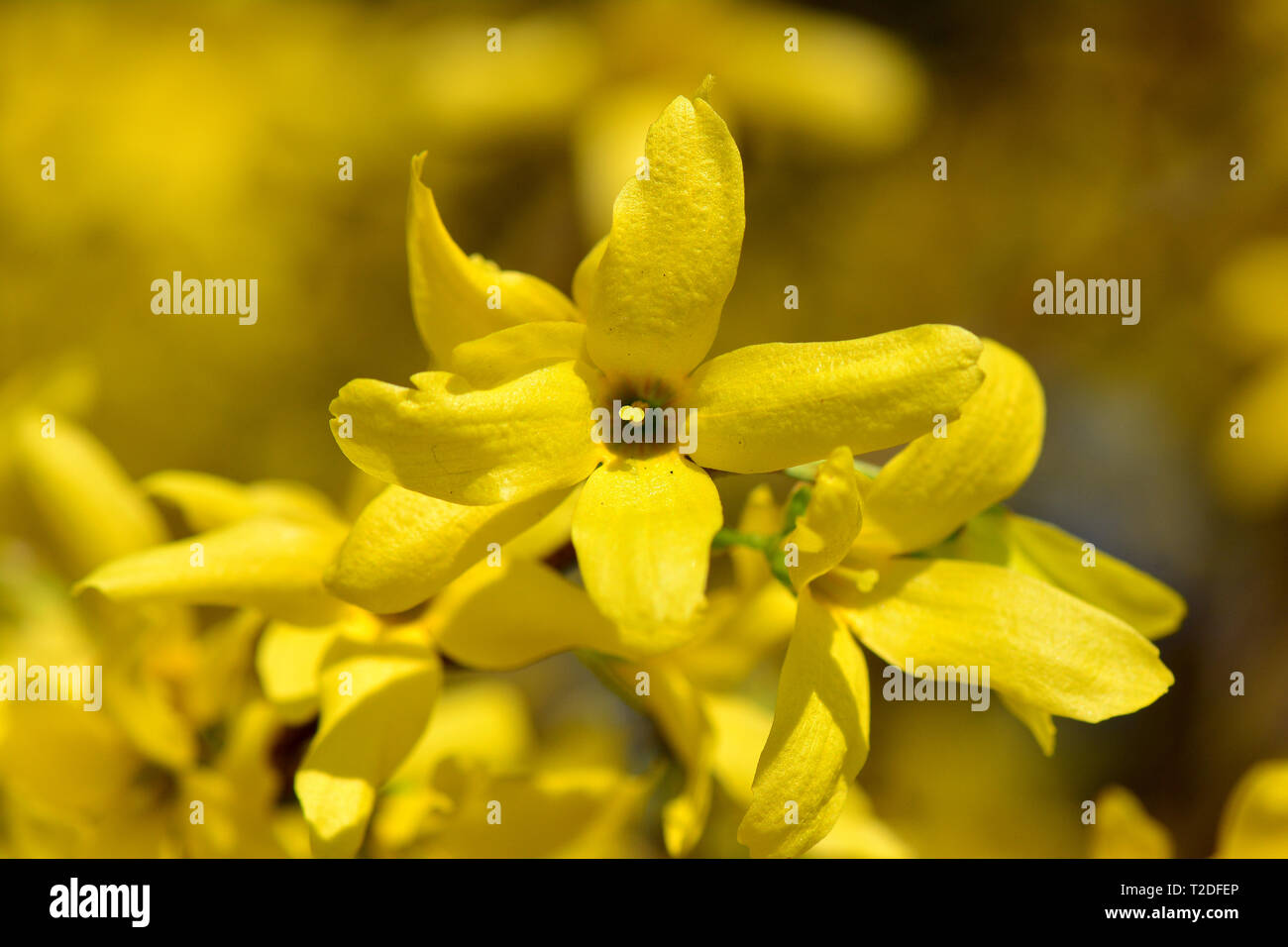 Page 3 Forsythia Intermedia High Resolution Stock Photography And Images Alamy