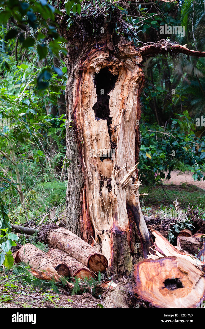 The texture of wood trunk Stock Photo - Alamy