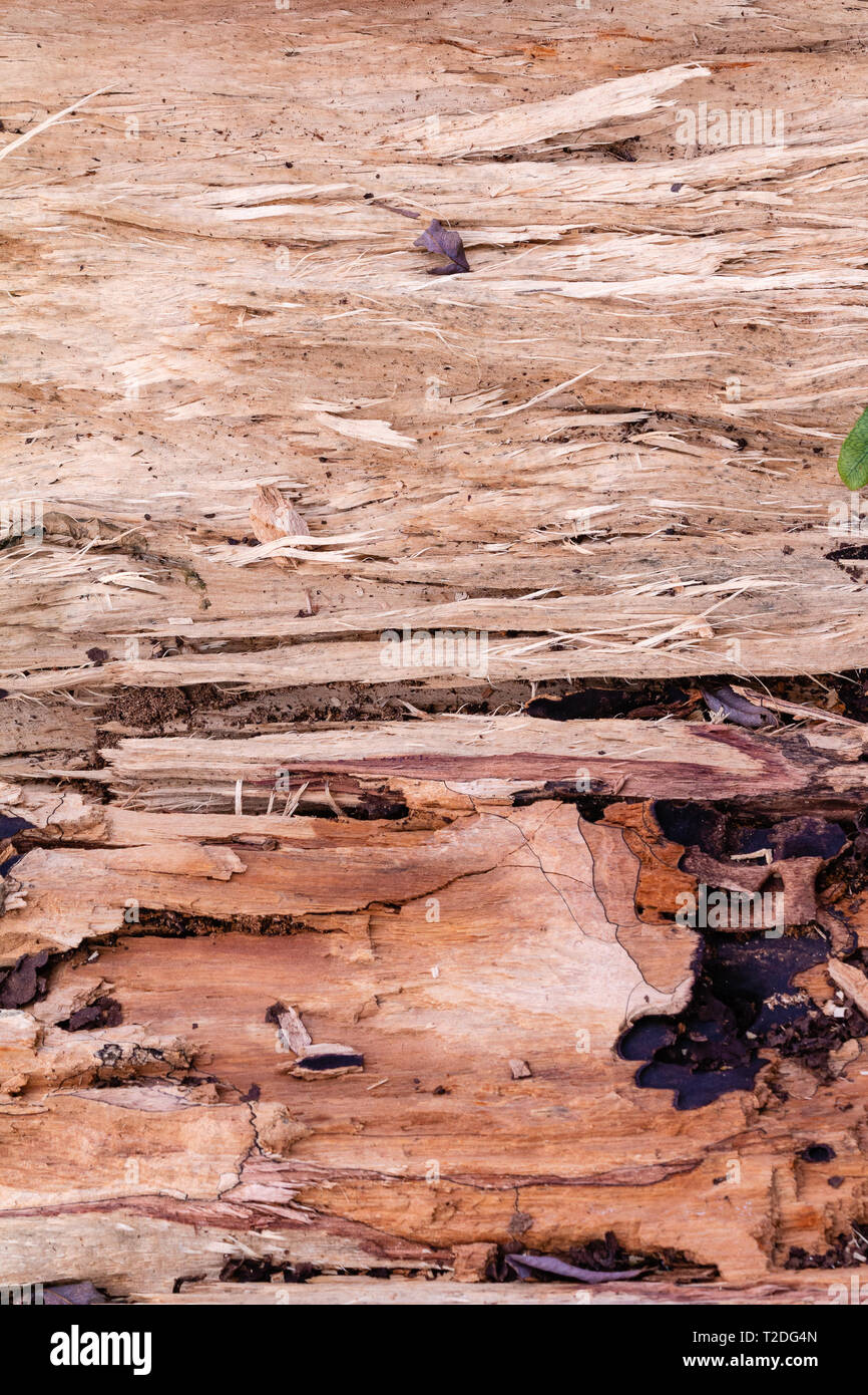The texture of wood trunk Stock Photo - Alamy
