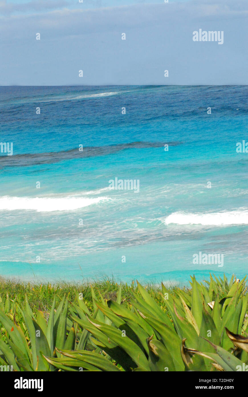 A beautiful vertical seascape of an aqua ocean contrasted with green succulents and grasses on the shore. Stock Photo